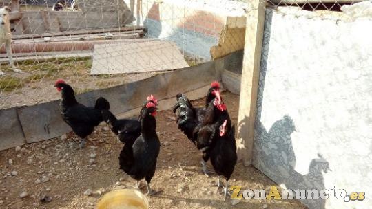 GALLOS CASTELLANOS